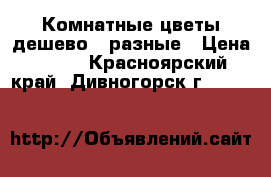 Комнатные цветы дешево - разные › Цена ­ 100 - Красноярский край, Дивногорск г.  »    
